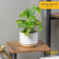 Close-up of Costa Farms Pothos plant leaves