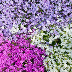 Close-up of Creeping Phlox seeds showing texture