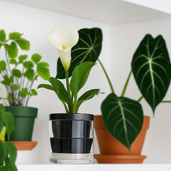 Close-up of D'vine Dev terracotta planter with glass cup