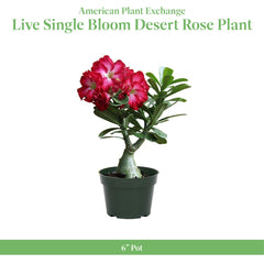Close-up of Desert Rose vibrant trumpet-shaped blooms