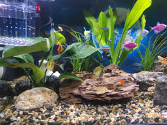 Close-up of FANTIAN polished pebbles for aquarium use