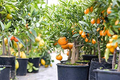 Close-up of Gardenera Citrus Tree Potting Soil ingredients