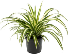 Close-up of Gardenera Spider Plant Potting Soil ingredients