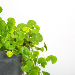 Close-up of Gotu Kola seeds, green colour