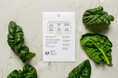 Close-up of Green Towers Romaine seeds from Sereniseed