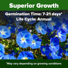 Close-up of Heavenly Blue Morning Glory seeds
