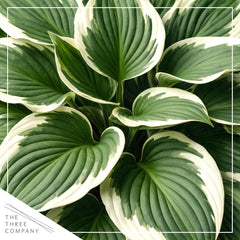 Close-up of Hosta Patriot leaves showing creamy-yellow streaks