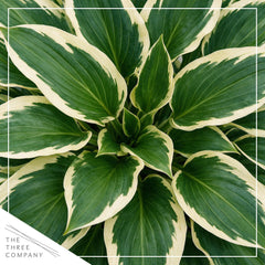 Close-up of Hosta So Sweet shiny dark green leaves