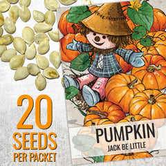 Close-up of Jack Be Little pumpkin seeds in packet