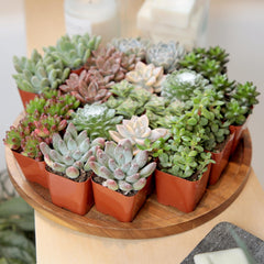 Close-up of Kalanchoe and Echeveria from the succulent assortment