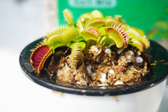 Close-up of Kapecute Carnivorous Plant Soil Mix, showcasing peat moss and perlite