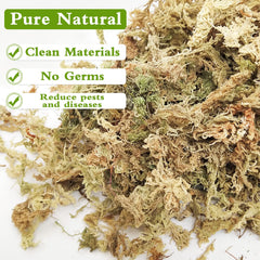 Close-up of Legigo Sphagnum Moss fibers