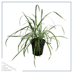 Close-up of Lemongrass in 1.5 Qt pot