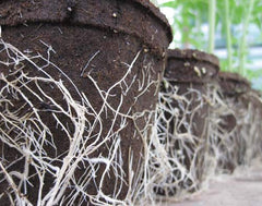 Close-up of Liquid Fence CowPots showing texture