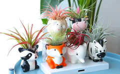 Close-up of Melphoe ceramic animal planter with air plant