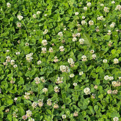 Close-up of Micro Clover Seed showing tiny seeds