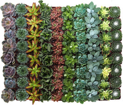 Close-up of mini succulents in 2-inch pots