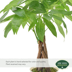 Close-up of Money Tree's braided trunk