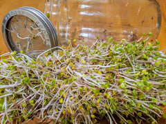 Close-up of NATURAL ROOTS sprouting seeds in a jar