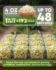 Close-up of Nature Jim's Mung Bean Sprouting Seeds