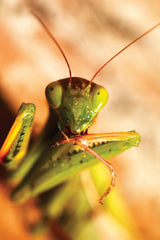 Close-up of NaturesGoodGuys Praying Mantis Egg Cases showing the hatching habitat