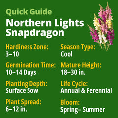 Close-up of Northern Lights Snapdragon flower in bloom