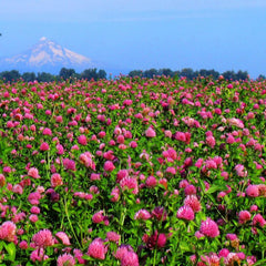 Close-up of Outsidepride red clover seeds
