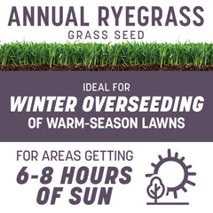 Close-up of Pennington Annual Ryegrass seeds