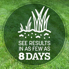 Close-up of Pennington Kentucky 31 Tall Fescue Grass Seed