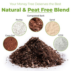Close-up of Perfect Plants Money Tree Potting Soil texture