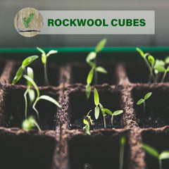 Close-up of predrilled holes in Rockwool cubes