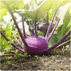 Close-up of Purple Kohlrabi seeds from Seed Needs