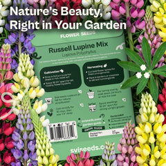 Close-up of Russell Lupine flower spikes in various colors