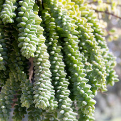 Close-up of Sedum Burrito jelly bean leaves