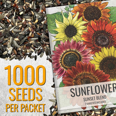 Close-up of Seed Needs Sunset Blend Sunflower Seeds