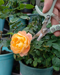 Close-up of stainless steel blades of Fondwell pruning shears