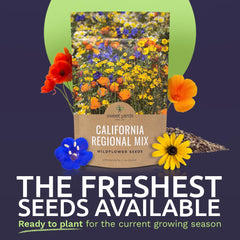 Close-up of SWEET YARDS California Wildflower seeds