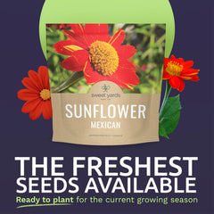 Close-up of SWEET YARDS Mexican Sunflower Seeds