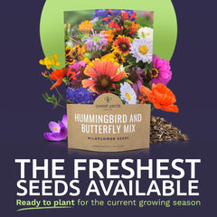 Close-up of SWEET YARDS wildflower seeds showing variety