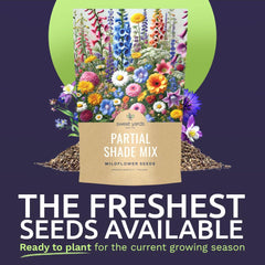 Close-up of SWEET YARDS wildflower seeds showing variety