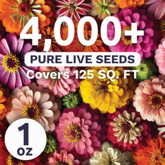 Close-up of SWEET YARDS Zinnia Crazy Blend seeds