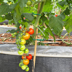 Close-up of Tenn Well Garden Wire with rubber coating