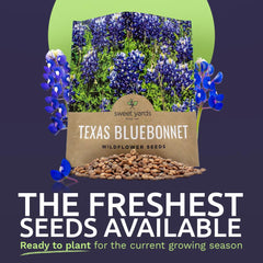 Close-up of Texas Bluebonnet seeds from SWEET YARDS