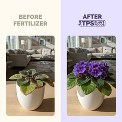 Close-up of TPS NUTRIENTS African Violet Fertilizer liquid