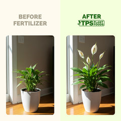 Close-up of TPS NUTRIENTS Peace Lily Fertilizer bottle with label