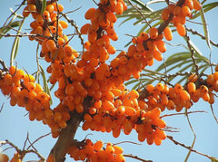 Close-up of USBRANDSEED Sea Buckthorn seeds
