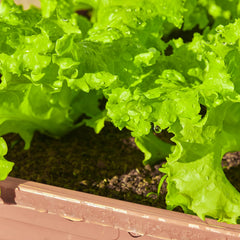 Close-up of Verdant Vigor Lettuce Seeds with variety labels