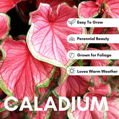 Close-up of vibrant crimson and green caladium leaves