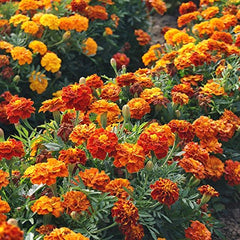 Close-up of vibrant French Marigold flowers in bloom