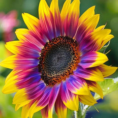 Close-up of vibrant red sunflower blooms in the garden